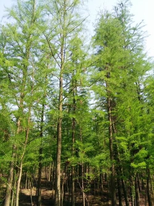 南縣池杉苗木,益陽池杉樹苗,湖南池杉基地-南縣甘氏苗木種植專業(yè)合作