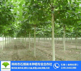 邳州市石博苗木種植專業(yè)合作社