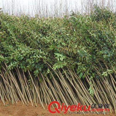 綠化工程苗木 大葉女貞樹(shù)苗 綠化小苗高桿女貞苗學(xué)校工廠單位綠化-灌南縣大平原花木專(zhuān)業(yè)合作社提供綠化工程苗木 大葉女貞樹(shù)苗 綠化小苗高桿女貞苗學(xué)校工廠單位綠化的相關(guān)介紹、產(chǎn)品、服務(wù)、圖片、價(jià)格灌南縣大平原花木專(zhuān)業(yè)合作社、大葉女貞;國(guó)槐;欒樹(shù);紅葉石楠;金森女貞;無(wú)刺構(gòu)骨;竹柳;紫薇;紫葉李;鮮切花;蜀檜