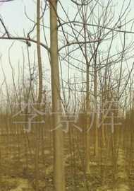 綠化苗木梧桐,法國(guó)梧桐_農(nóng)副產(chǎn)品_世界工廠網(wǎng)中國(guó)產(chǎn)品信息庫(kù)