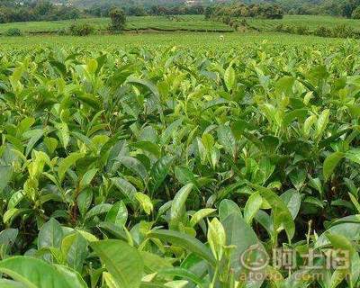 【四川福鼎大白茶苗價格#正宗福鼎大白茶苗】福鼎大白茶苗,價格,廠家,供應商,其他農(nóng)業(yè),雅安市名山區(qū)惠農(nóng)苗木種植農(nóng)民專業(yè)合作社 - 熱賣促銷