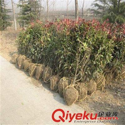 苗圃特價大量供應(yīng)綠化小苗 紅葉石楠 50-80高1.1元 量大從優(yōu)-沭陽國祥苗木園藝場提供苗圃特價大量供應(yīng)綠化小苗 紅葉石楠 50-80高1.1元 量大從優(yōu)的相關(guān)介紹、產(chǎn)品、服務(wù)、圖片、價格沭陽國祥苗木園藝場、綠化苗木;食用果樹;月季花卉;室內(nèi)盆栽;綠化種子