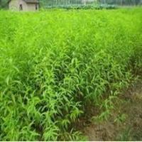 桃苗 桃樹實(shí)生苗 桃樹嫁接苗 占地大桃樹 桃苗價格[現(xiàn)貨供應(yīng)]_綠化苗木_世界工廠網(wǎng)中國產(chǎn)品信息庫