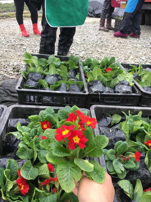 【四川草花植物,成都草花植物供應(yīng),報春花苗木基地】- 