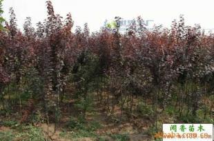 供應(yīng)紫葉李小苗 紅葉李工程苗 當(dāng)年生紫葉李價格_農(nóng)副產(chǎn)品_世界工廠網(wǎng)中國產(chǎn)品信息庫