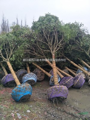 都江堰百川苗木種植農民專業(yè)合作社