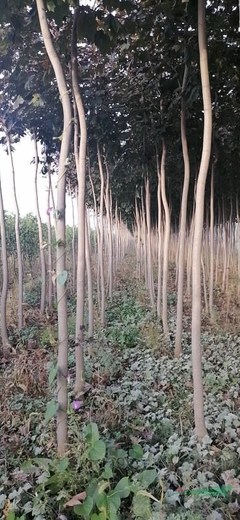 絳縣景森苗木種植專(zhuān)業(yè)合作社