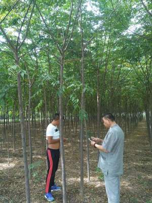 「苦楝樹」最新苦楝樹_價格_圖片_產地報價表-江蘇沭陽長景園林苗木場
