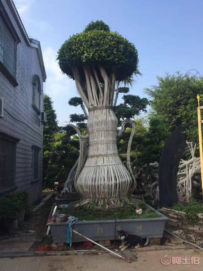 【造型小葉榕供應(yīng)、基地直轄、造型優(yōu)美】綠化苗木,價(jià)格,廠家,供應(yīng)商,花木,龍海市東泗興輝園藝場(chǎng) - 產(chǎn)品庫(kù)