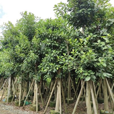 高山榕樹(shù)容器苗 全冠高山榕移栽苗 綠化風(fēng)景樹(shù) 常綠大喬木