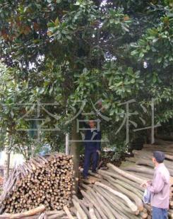 苗木 樹(shù)木盆景 綠化苗木 廣玉蘭_農(nóng)副產(chǎn)品_世界工廠網(wǎng)中國(guó)產(chǎn)品信息庫(kù)