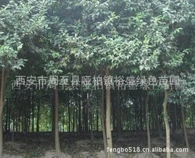 廉價(jià)直銷(xiāo)各類(lèi)綠化苗木