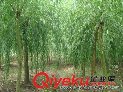 大量黃垂 黃皮垂柳供應(yīng) 10萬(wàn)棵垂柳小苗-濟(jì)寧御森綠化苗木提供大量黃垂 黃皮垂柳供應(yīng) 10萬(wàn)棵垂柳小苗的相關(guān)介紹、產(chǎn)品、服務(wù)、圖片、價(jià)格濟(jì)寧御森綠化苗木、國(guó)槐;北欒;白蠟;法桐;大葉女貞;皂角;西府海棠;紫葉李;合歡;垂柳