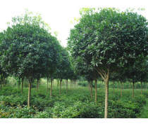 【苗圃直銷彩葉草彩葉草種子供應(yīng)各種多年生草本植物量大從優(yōu)】沭陽(yáng)縣妙弋園林綠化苗木場(chǎng) - 產(chǎn)品庫(kù)
