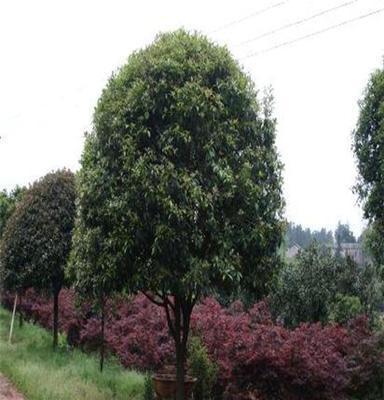 供應(yīng)湖南綠化苗木花木桂花湖南瀏陽(yáng)花木苗木桂花四季紅苗木桂花