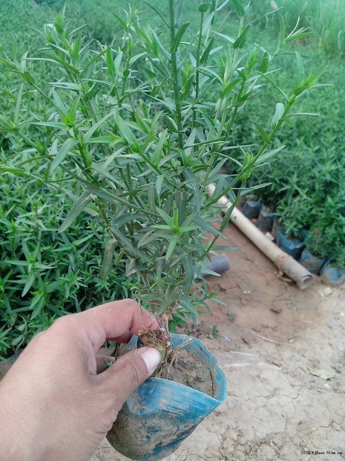 荷蘭菊?qǐng)D片|苗木圖庫(kù)|597苗木網(wǎng)