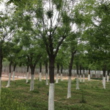 2020綠化苗木價(jià)格 報(bào)價(jià) 綠化苗木批發(fā) 第6頁(yè) 園林網(wǎng)