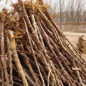 苗木產(chǎn)品