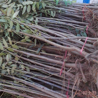 【山東香椿樹優(yōu)質(zhì)香椿樹批發(fā)山東紅油香椿樹基地批發(fā)果樹木】泰安開(kāi)發(fā)區(qū)千睿苗木中心 - 產(chǎn)品庫(kù)