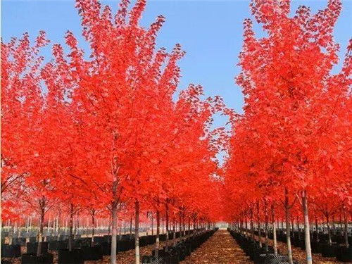 2019紅點(diǎn)紅楓報(bào)價(jià) 紅點(diǎn)紅楓 金楓綠化