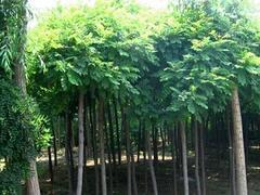 山東絲錦木推薦|絲錦木批發價格圖片|山東絲錦木推薦|絲錦木批發價格產品圖片由青州市 花卉苗木園藝場公司生產提供-