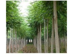 10公分平頭白蠟-2年冒-冠幅3米-樹(shù)干直。|林木種子|綠化苗木|供應(yīng)信息|597苗木網(wǎng)