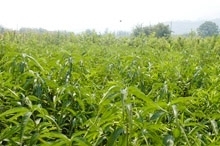 供應(yīng)油桃苗木價(jià)格_供應(yīng)油桃苗木廠家_世界工廠網(wǎng)產(chǎn)品信息庫(kù)