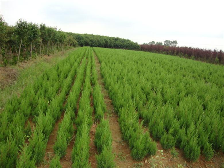 快柏小苗綠化苗蜀快苗植樹(shù)節(jié) 蜀快