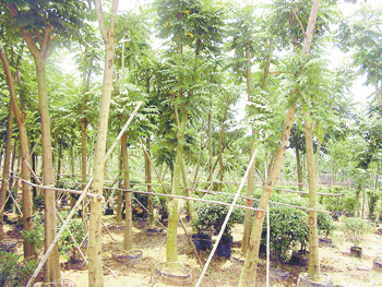 苗鄉(xiāng)掃描--中山:苗木生產(chǎn)緊跟需求走 - 花卉報(bào)新聞 - 中國(guó)花卉網(wǎng)